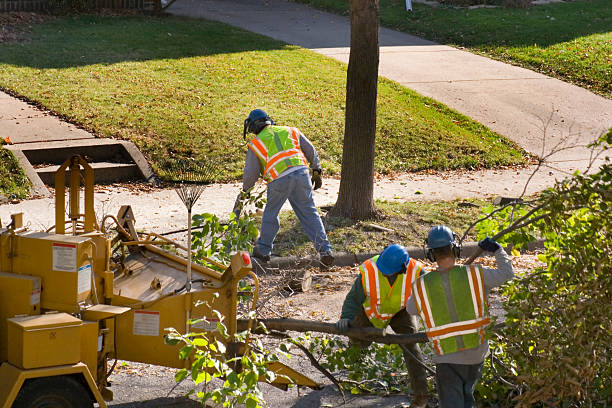 Dead Tree Removal in Lochmoor Waterway Estates, FL